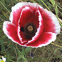 Seidenmohn