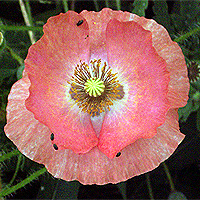 Seidenmohn
