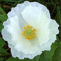 Seidenmohn