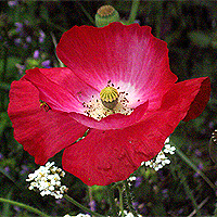 Seidenmohn