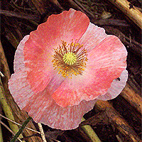 Seidenmohn
