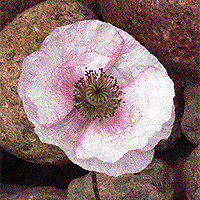 Seidenmohn
