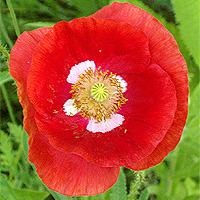 Seidenmohn