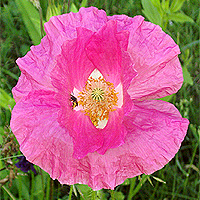 Seidenmohn