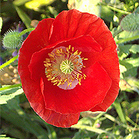 Seidenmohn
