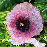 Seidenmohn