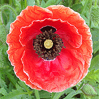 Seidenmohn
