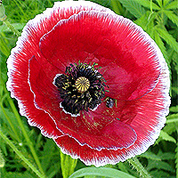 Seidenmohn