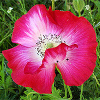 Seidenmohn