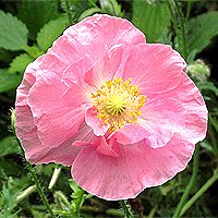 Seidenmohn
