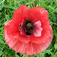 Seidenmohn