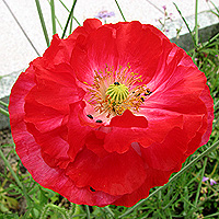 Seidenmohn