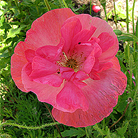 Seidenmohn