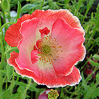 Seidenmohn
