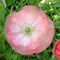 Seidenmohn
