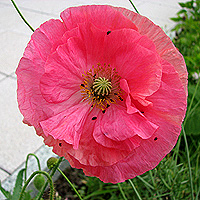 Seidenmohn
