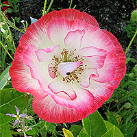 Seidenmohn