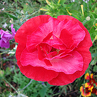 Seidenmohn