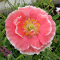 Seidenmohn