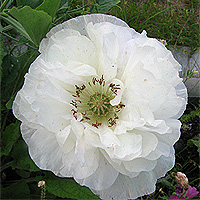 Seidenmohn