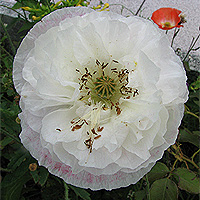 Seidenmohn
