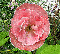 Seidenmohn