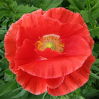 Seidenmohn