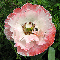 Seidenmohn