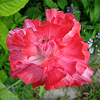 Seidenmohn