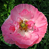 Seidenmohn