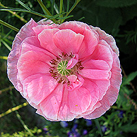 Seidenmohn