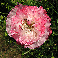 Seidenmohn