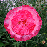 Seidenmohn