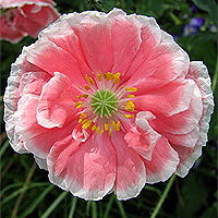 Seidenmohn