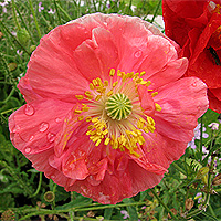 Seidenmohn