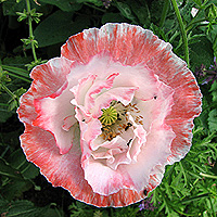 Seidenmohn