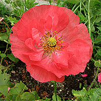 Seidenmohn
