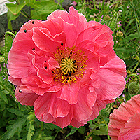 Seidenmohn
