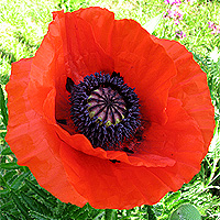 Trkischer Mohn