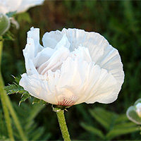 Trkischer Mohn