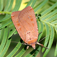 Breitflgelige Bandeule