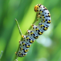 Raupe Braunwurz-Mnch