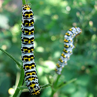 Raupe Braunwurz-Mnch