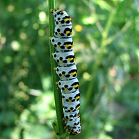 Raupe Braunwurz-Mnch