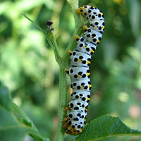 Raupe Braunwurz-Mnch