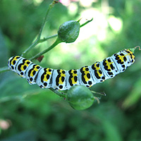 Raupe Braunwurz-Mnch