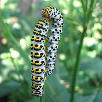 Raupe Braunwurz-Mnch