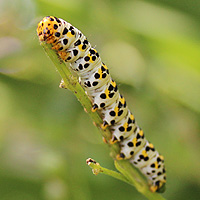 Raupe Braunwurz-Mnch