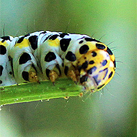 Raupe Braunwurz-Mnch