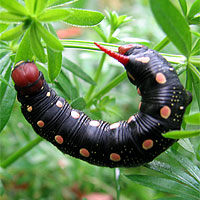 Raupe Labkrautschwrmer